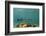 Great Barracuda, Hol Chan Marine Reserve, Belize-Pete Oxford-Framed Photographic Print