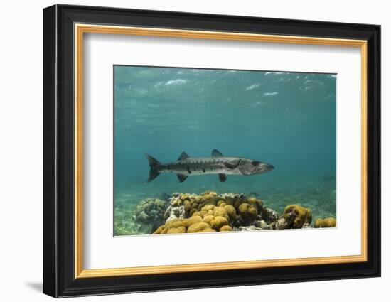 Great Barracuda, Hol Chan Marine Reserve, Belize-Pete Oxford-Framed Photographic Print