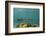 Great Barracuda, Hol Chan Marine Reserve, Belize-Pete Oxford-Framed Photographic Print