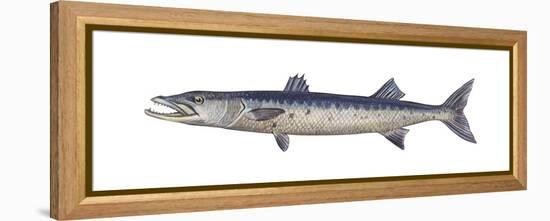 Great Barracuda (Sphyraena Barracuda), Fishes-Encyclopaedia Britannica-Framed Stretched Canvas