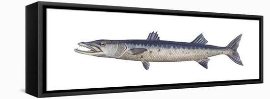 Great Barracuda (Sphyraena Barracuda), Fishes-Encyclopaedia Britannica-Framed Stretched Canvas