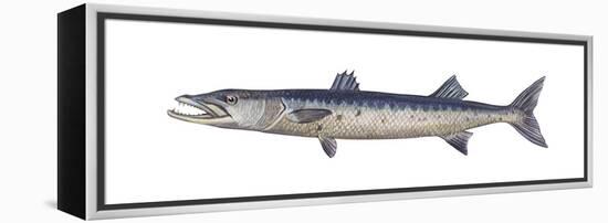 Great Barracuda (Sphyraena Barracuda), Fishes-Encyclopaedia Britannica-Framed Stretched Canvas