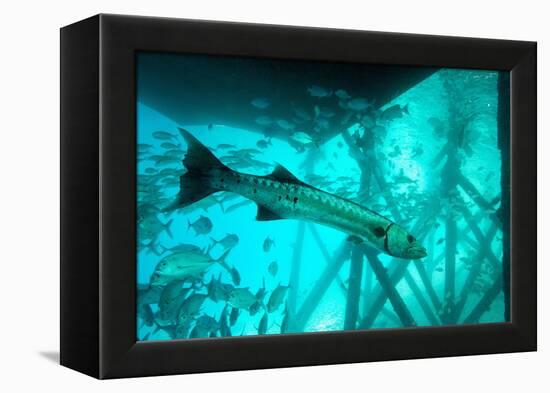 Great Barracuda (Sphyraena Barracuda) (Giant Barracuda) Can Grow Up to 1.8 Metres Long-Louise Murray-Framed Premier Image Canvas