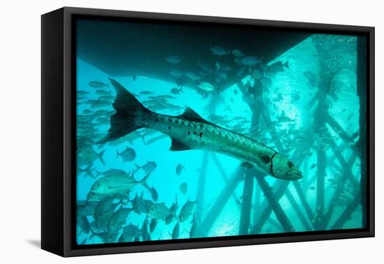 Great Barracuda (Sphyraena Barracuda) (Giant Barracuda) Can Grow Up to 1.8 Metres Long-Louise Murray-Framed Premier Image Canvas