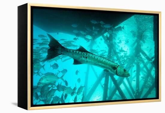 Great Barracuda (Sphyraena Barracuda) (Giant Barracuda) Can Grow Up to 1.8 Metres Long-Louise Murray-Framed Premier Image Canvas