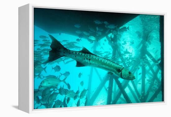 Great Barracuda (Sphyraena Barracuda) (Giant Barracuda) Can Grow Up to 1.8 Metres Long-Louise Murray-Framed Premier Image Canvas