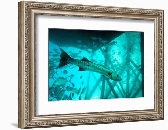 Great Barracuda (Sphyraena Barracuda) (Giant Barracuda) Can Grow Up to 1.8 Metres Long-Louise Murray-Framed Photographic Print