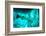 Great Barracuda (Sphyraena Barracuda) (Giant Barracuda) Can Grow Up to 1.8 Metres Long-Louise Murray-Framed Photographic Print