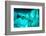 Great Barracuda (Sphyraena Barracuda) (Giant Barracuda) Can Grow Up to 1.8 Metres Long-Louise Murray-Framed Photographic Print