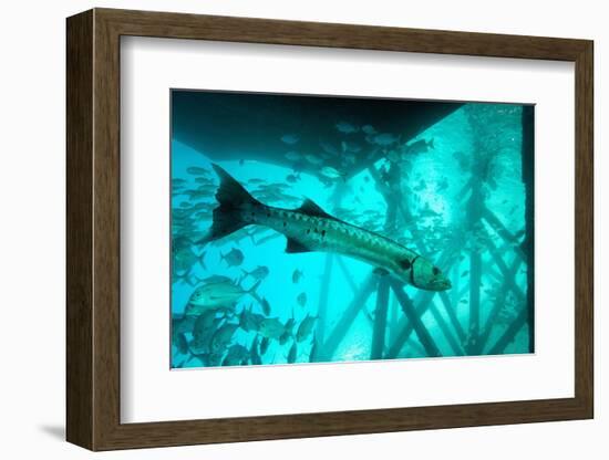 Great Barracuda (Sphyraena Barracuda) (Giant Barracuda) Can Grow Up to 1.8 Metres Long-Louise Murray-Framed Photographic Print