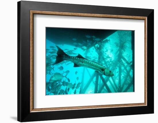 Great Barracuda (Sphyraena Barracuda) (Giant Barracuda) Can Grow Up to 1.8 Metres Long-Louise Murray-Framed Photographic Print