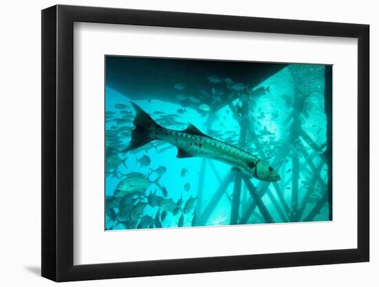 Great Barracuda (Sphyraena Barracuda) (Giant Barracuda) Can Grow Up to 1.8 Metres Long-Louise Murray-Framed Photographic Print