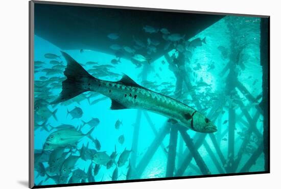 Great Barracuda (Sphyraena Barracuda) (Giant Barracuda) Can Grow Up to 1.8 Metres Long-Louise Murray-Mounted Photographic Print