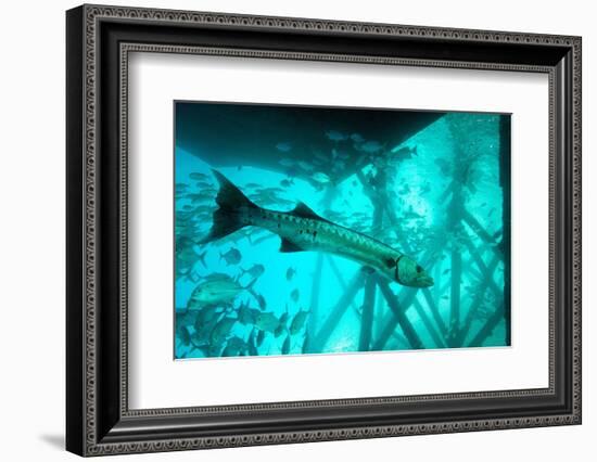 Great Barracuda (Sphyraena Barracuda) (Giant Barracuda) Can Grow Up to 1.8 Metres Long-Louise Murray-Framed Photographic Print