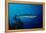 Great Barracuda (Sphyraena Barracuda)-Reinhard Dirscherl-Framed Premier Image Canvas