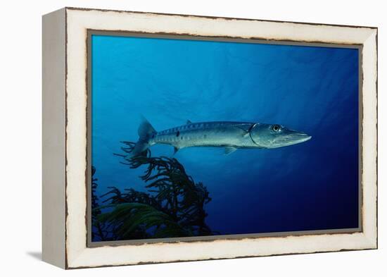 Great Barracuda (Sphyraena Barracuda)-Reinhard Dirscherl-Framed Premier Image Canvas