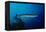 Great Barracuda (Sphyraena Barracuda)-Reinhard Dirscherl-Framed Premier Image Canvas