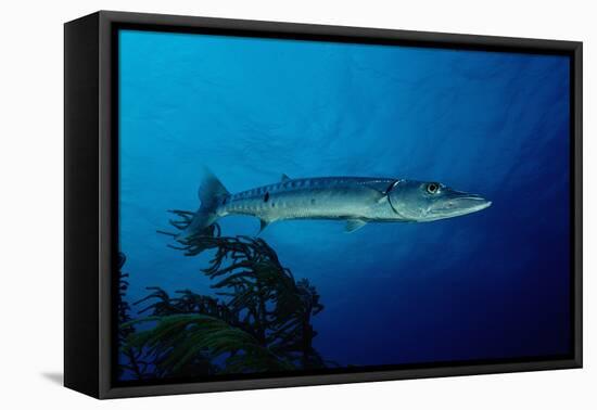 Great Barracuda (Sphyraena Barracuda)-Reinhard Dirscherl-Framed Premier Image Canvas