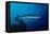 Great Barracuda (Sphyraena Barracuda)-Reinhard Dirscherl-Framed Premier Image Canvas