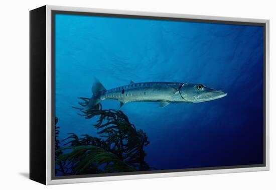 Great Barracuda (Sphyraena Barracuda)-Reinhard Dirscherl-Framed Premier Image Canvas