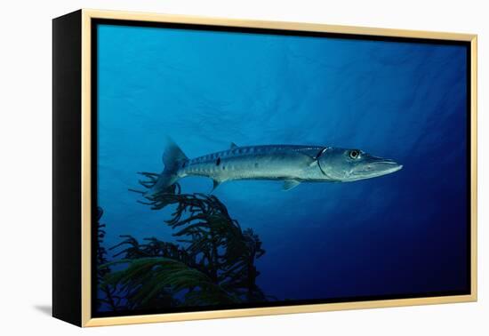 Great Barracuda (Sphyraena Barracuda)-Reinhard Dirscherl-Framed Premier Image Canvas