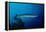 Great Barracuda (Sphyraena Barracuda)-Reinhard Dirscherl-Framed Premier Image Canvas