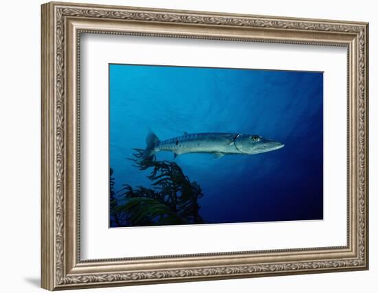 Great Barracuda (Sphyraena Barracuda)-Reinhard Dirscherl-Framed Photographic Print