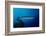 Great Barracuda (Sphyraena Barracuda)-Reinhard Dirscherl-Framed Photographic Print