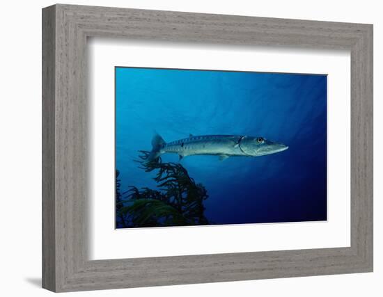 Great Barracuda (Sphyraena Barracuda)-Reinhard Dirscherl-Framed Photographic Print