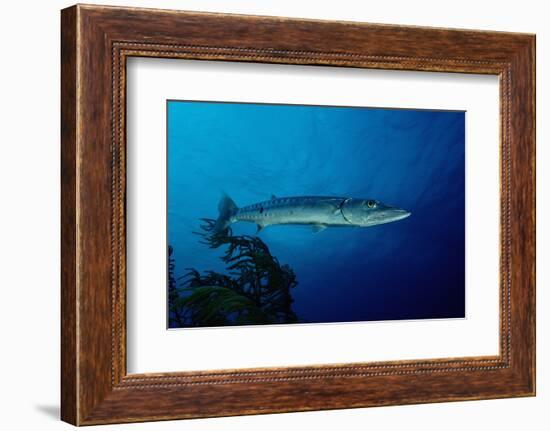 Great Barracuda (Sphyraena Barracuda)-Reinhard Dirscherl-Framed Photographic Print