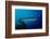 Great Barracuda (Sphyraena Barracuda)-Reinhard Dirscherl-Framed Photographic Print