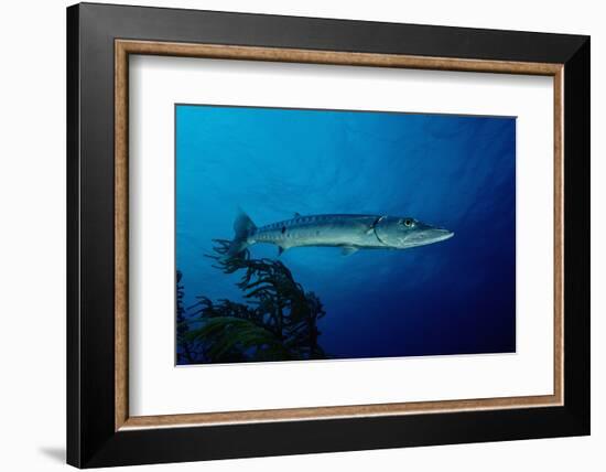 Great Barracuda (Sphyraena Barracuda)-Reinhard Dirscherl-Framed Photographic Print