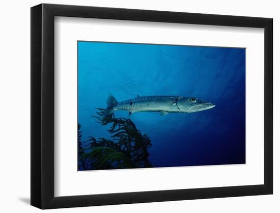 Great Barracuda (Sphyraena Barracuda)-Reinhard Dirscherl-Framed Photographic Print