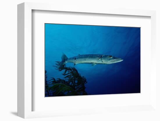 Great Barracuda (Sphyraena Barracuda)-Reinhard Dirscherl-Framed Photographic Print