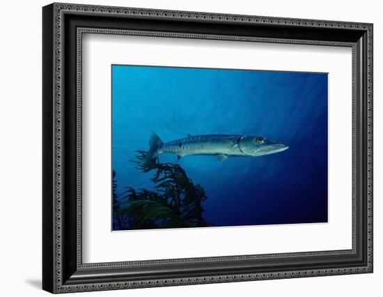 Great Barracuda (Sphyraena Barracuda)-Reinhard Dirscherl-Framed Photographic Print