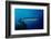 Great Barracuda (Sphyraena Barracuda)-Reinhard Dirscherl-Framed Photographic Print