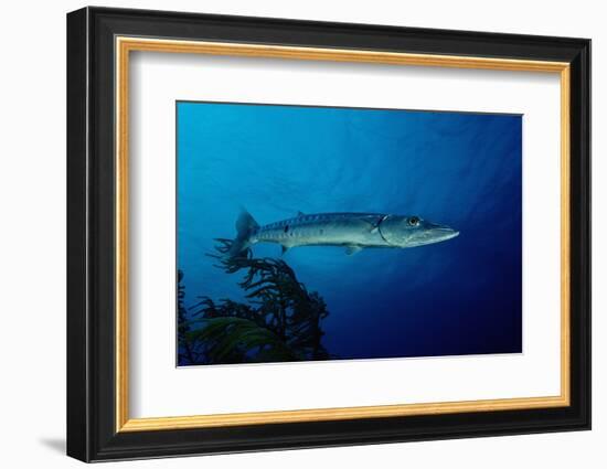 Great Barracuda (Sphyraena Barracuda)-Reinhard Dirscherl-Framed Photographic Print