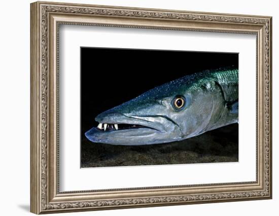 Great Barracuda, Virgin Gorda, British Virgin Islands, Caribbean-David Hall-Framed Photographic Print