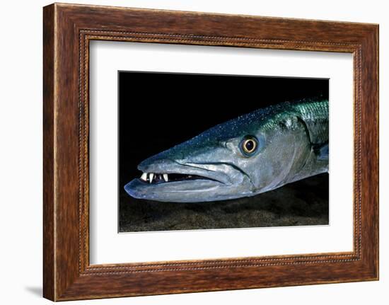 Great Barracuda, Virgin Gorda, British Virgin Islands, Caribbean-David Hall-Framed Photographic Print