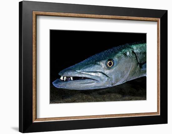 Great Barracuda, Virgin Gorda, British Virgin Islands, Caribbean-David Hall-Framed Photographic Print