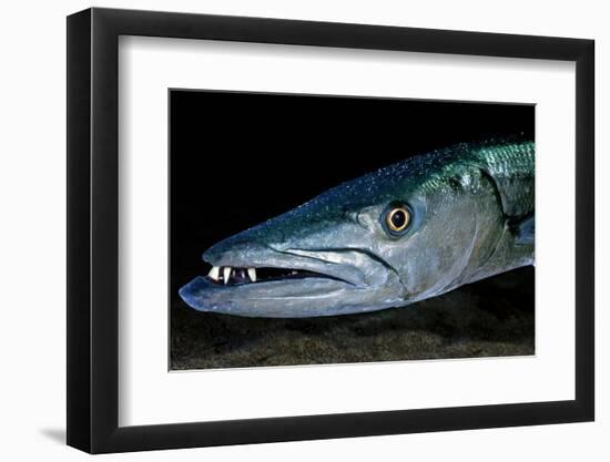 Great Barracuda, Virgin Gorda, British Virgin Islands, Caribbean-David Hall-Framed Photographic Print