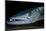 Great Barracuda, Virgin Gorda, British Virgin Islands, Caribbean-David Hall-Mounted Photographic Print