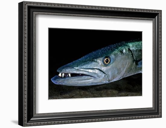 Great Barracuda, Virgin Gorda, British Virgin Islands, Caribbean-David Hall-Framed Photographic Print