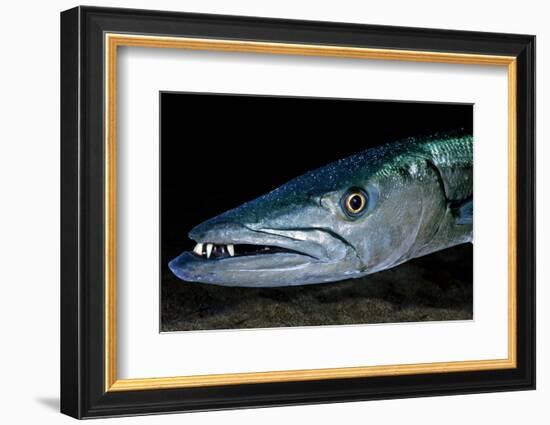 Great Barracuda, Virgin Gorda, British Virgin Islands, Caribbean-David Hall-Framed Photographic Print