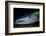 Great Barracuda, Virgin Gorda, British Virgin Islands, Caribbean-David Hall-Framed Photographic Print