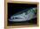 Great Barracuda, Virgin Gorda, British Virgin Islands, Caribbean-David Hall-Framed Premier Image Canvas