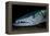 Great Barracuda, Virgin Gorda, British Virgin Islands, Caribbean-David Hall-Framed Premier Image Canvas