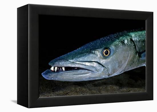 Great Barracuda, Virgin Gorda, British Virgin Islands, Caribbean-David Hall-Framed Premier Image Canvas