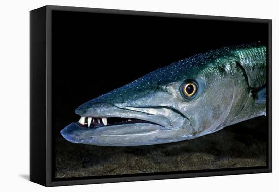 Great Barracuda, Virgin Gorda, British Virgin Islands, Caribbean-David Hall-Framed Premier Image Canvas