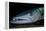 Great Barracuda, Virgin Gorda, British Virgin Islands, Caribbean-David Hall-Framed Premier Image Canvas